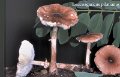 Leucoagaricus pilatianus-amf1194